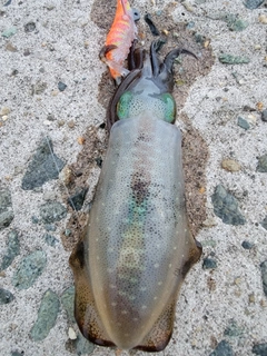 アオリイカの釣果