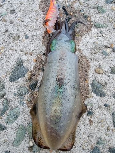 アオリイカの釣果