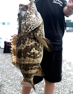 ヤイトハタの釣果