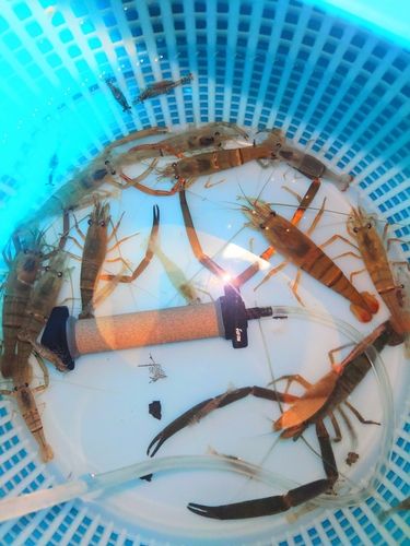 テナガエビの釣果