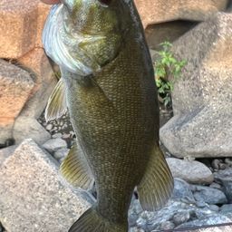 スモールマウスバス