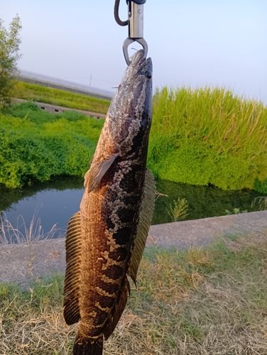 ライギョの釣果