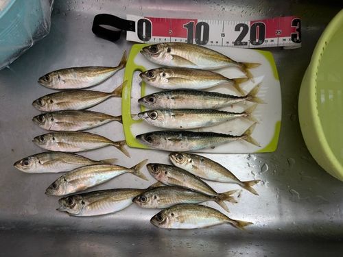 アジの釣果