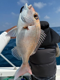タイの釣果
