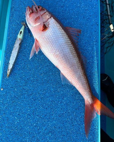 オオクチハマダイの釣果