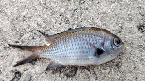 スズメダイの釣果