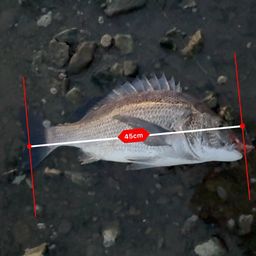 チヌ