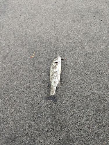 セイゴ（マルスズキ）の釣果