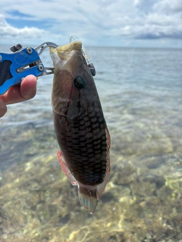 ヒロサーの釣果
