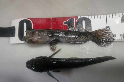 ウロハゼの釣果