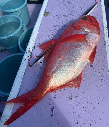 キンメダイの釣果