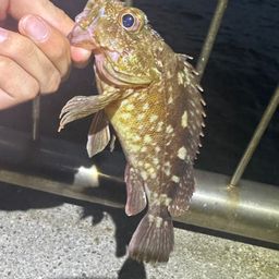 カサゴ