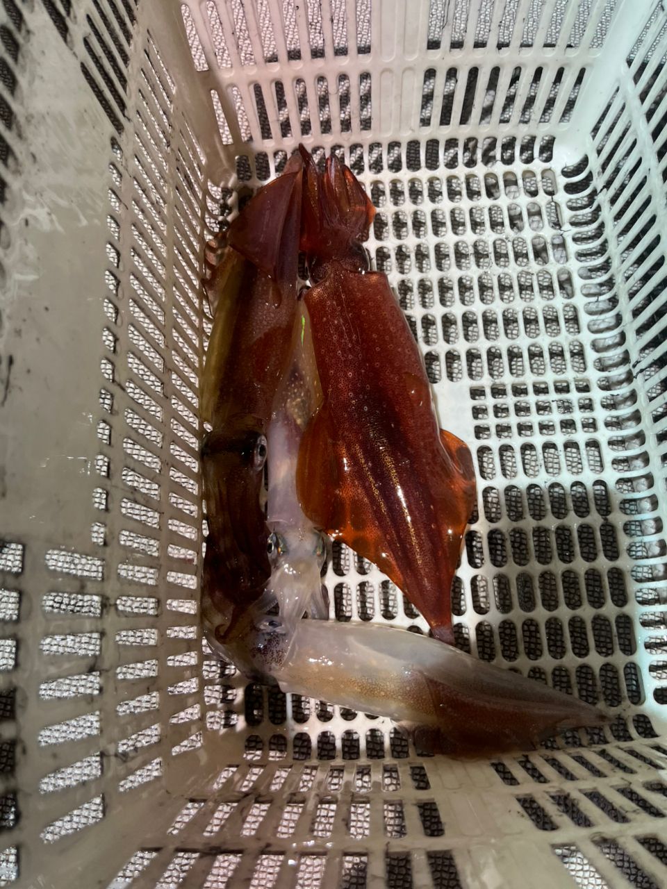 ケンサキイカ