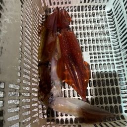 ケンサキイカ