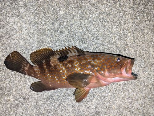 キジハタの釣果