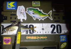 マアジの釣果