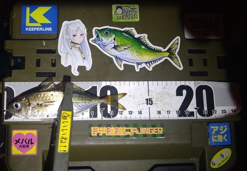マアジの釣果