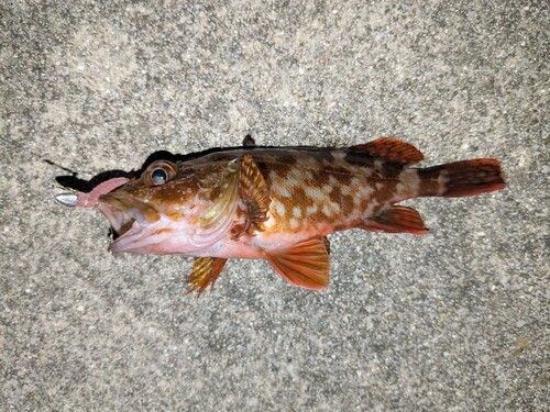 カサゴの釣果