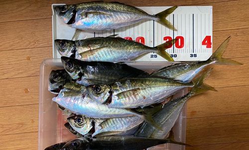 アジの釣果