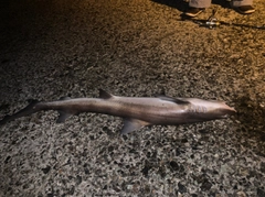 サメの釣果