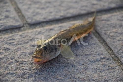 ハゼの釣果