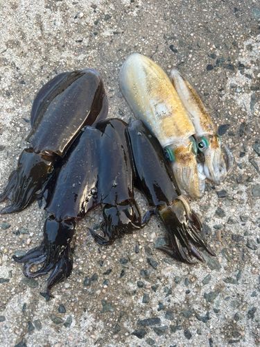 アオリイカの釣果