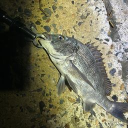 クロダイ