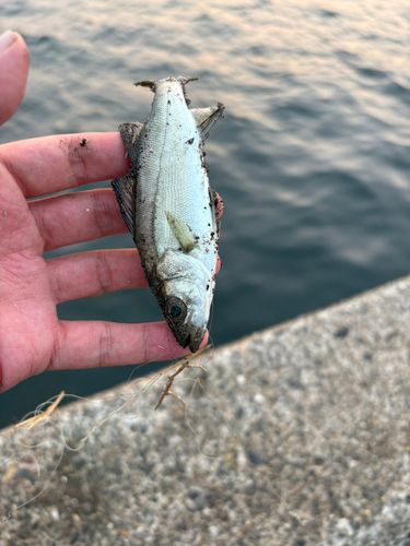 セイゴ（マルスズキ）の釣果