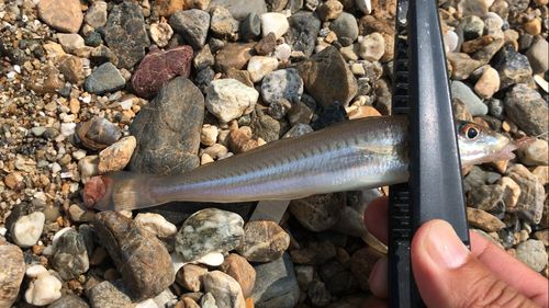 シロギスの釣果