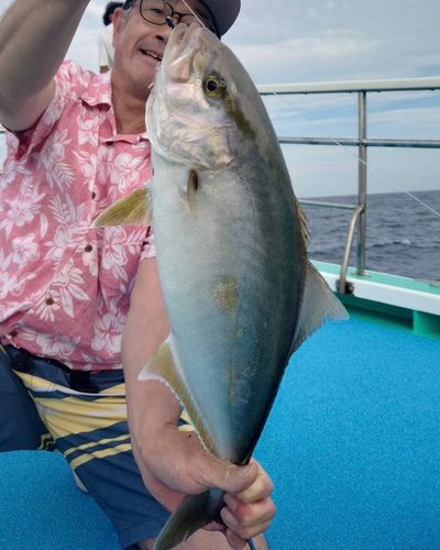 カンパチの釣果