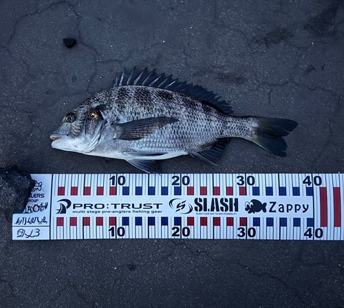 チヌの釣果