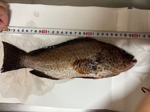 オオモンハタの釣果