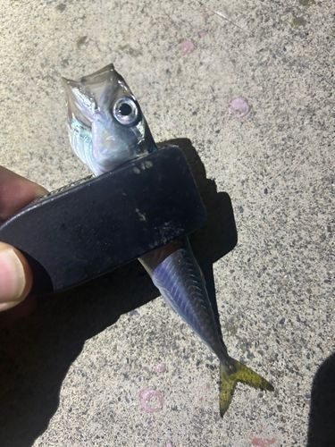 サバの釣果