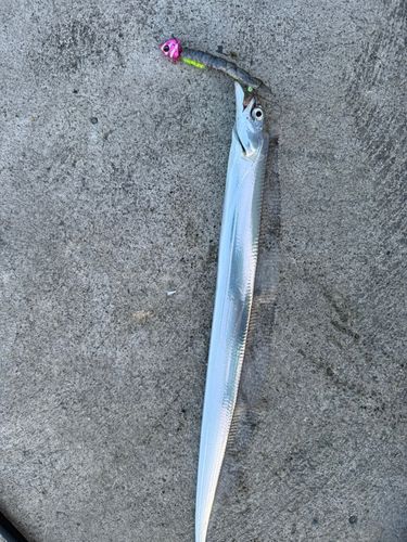 カンパチの釣果
