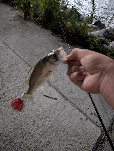 セイゴ（ヒラスズキ）の釣果