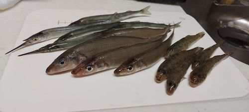 シロギスの釣果