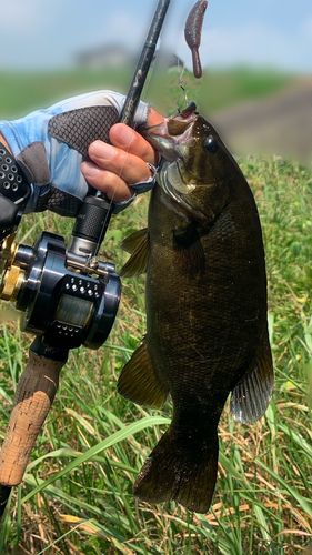 スモールマウスバスの釣果