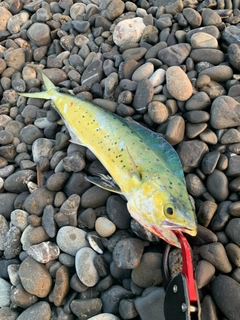 シイラの釣果