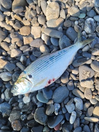 コノシロの釣果