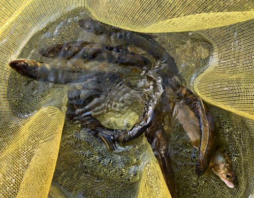 アユの釣果