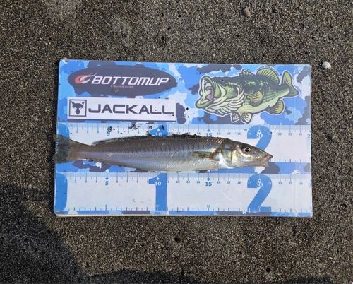 シロギスの釣果