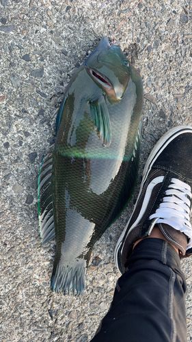 カンムリベラの釣果