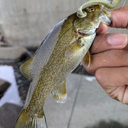 スモールマウスバス