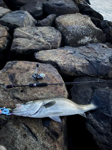 シーバスの釣果
