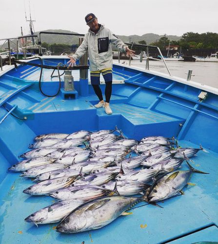 カツオの釣果