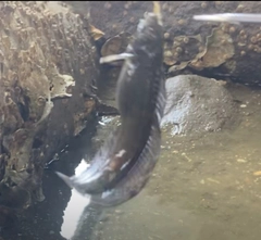 イソギンポの釣果