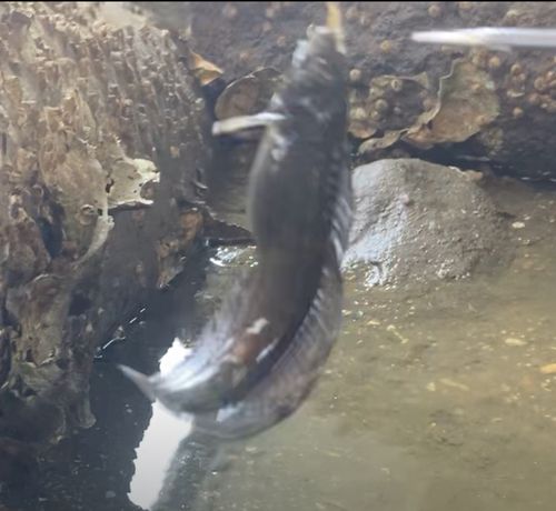 イソギンポの釣果