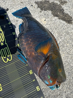 アオブダイの釣果