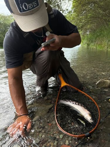 アメマスの釣果