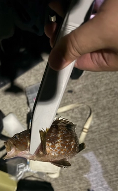 ガシラの釣果